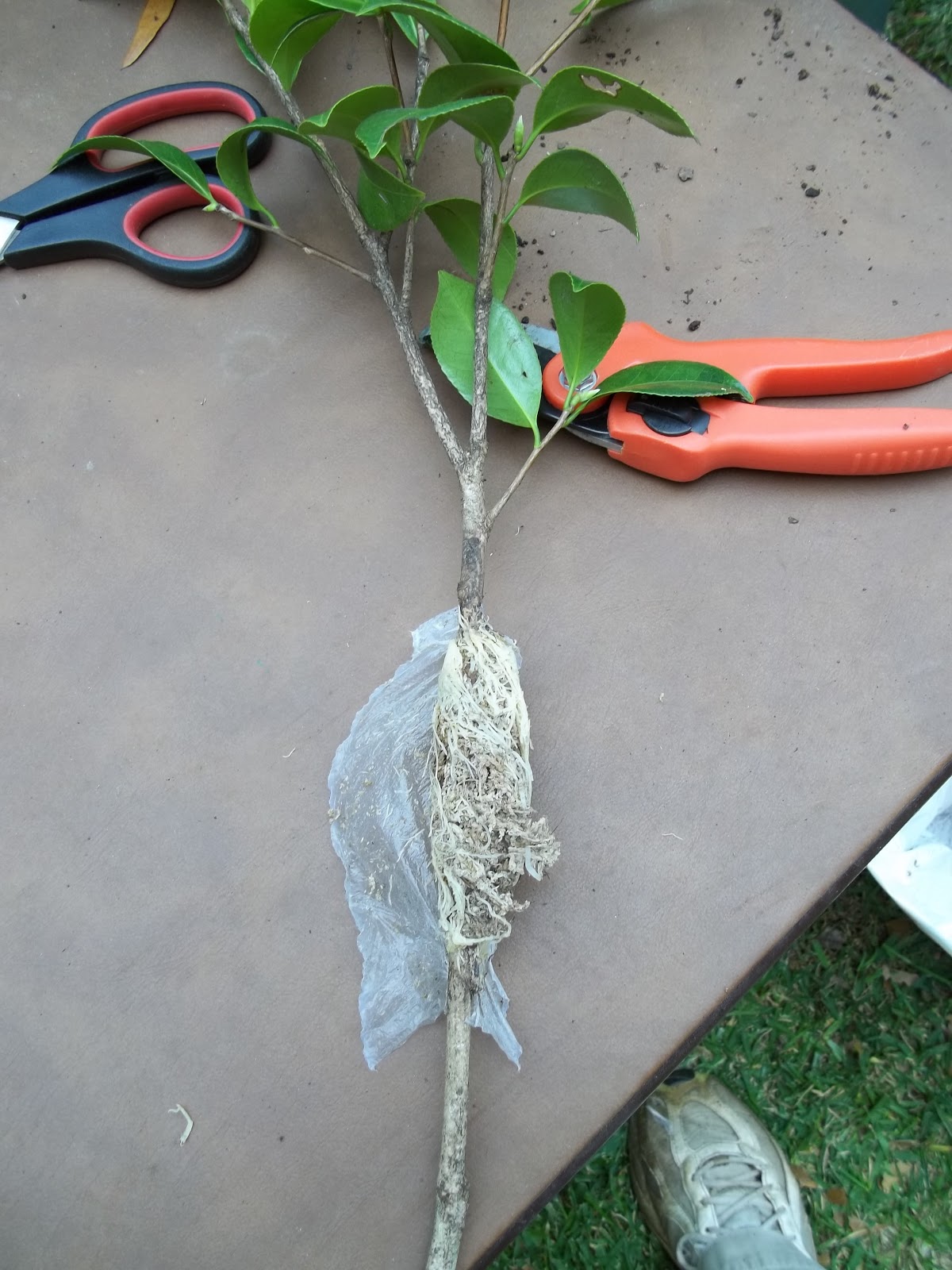 Pinewood Cottage Garden Have you had success propagating camellias?